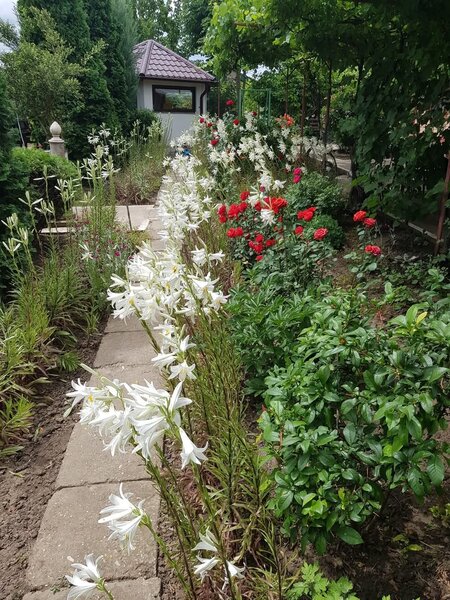 Floroaica, jud. Calarasi, 90 km fata de Bucuresti si 20 km fata de Calarasi